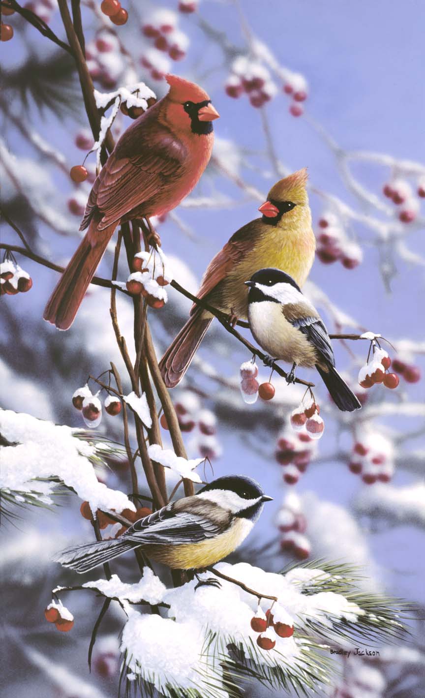 BJ – Snowy Retreat – Cardinals and Chickadees © Bradley Jackson