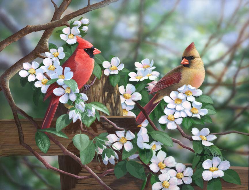 BJ – Spring Time Cardinals © Bradley Jackson