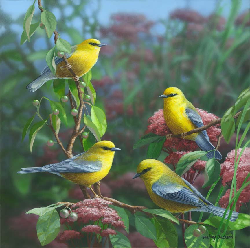 BJ – Summer Melodies – American Yellow Warbler © Bradley Jackson
