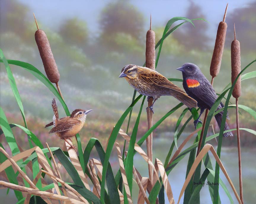 BJ – Surprise Encounter – Red Winged Blackbirds and Carolina Wren © Bradley Jackson