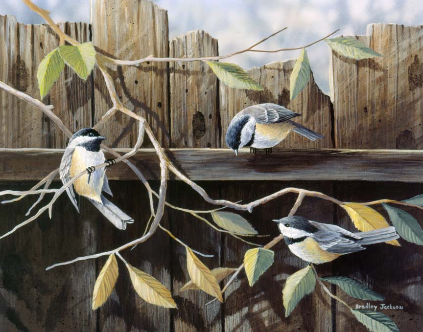 Bj – Three Chickadees On Fence © Bradley Jackson – Ansada Licensing 