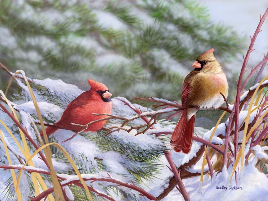 BJ – Winter Cardinals © Bradley Jackson