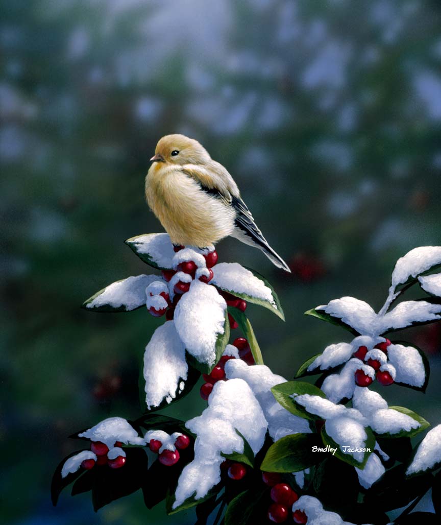 BJ – Winter Chill – American Goldfinch © Bradley Jackson