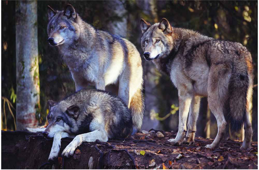 SL – Alaska Wildlife Trio © Shane Lamb