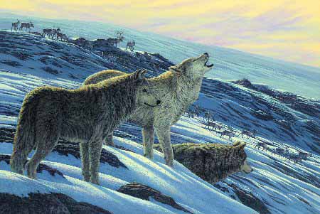 SL – Arctic Wolves © Shane Lamb