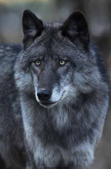 SL – Black Wolf Portrait © Shane Lamb