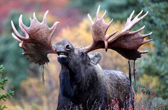 SL – Bull Moose © Shane Lamb
