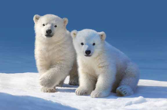 SL – Cub Cakes – Polar Bears © Shane Lamb