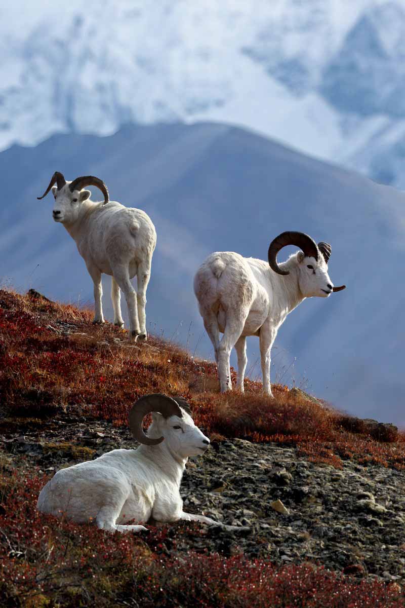 SL – Dall Sheep Rams © Shane Lamb