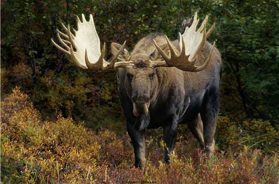 SL – Face Off – Bull Moose © Shane Lamb