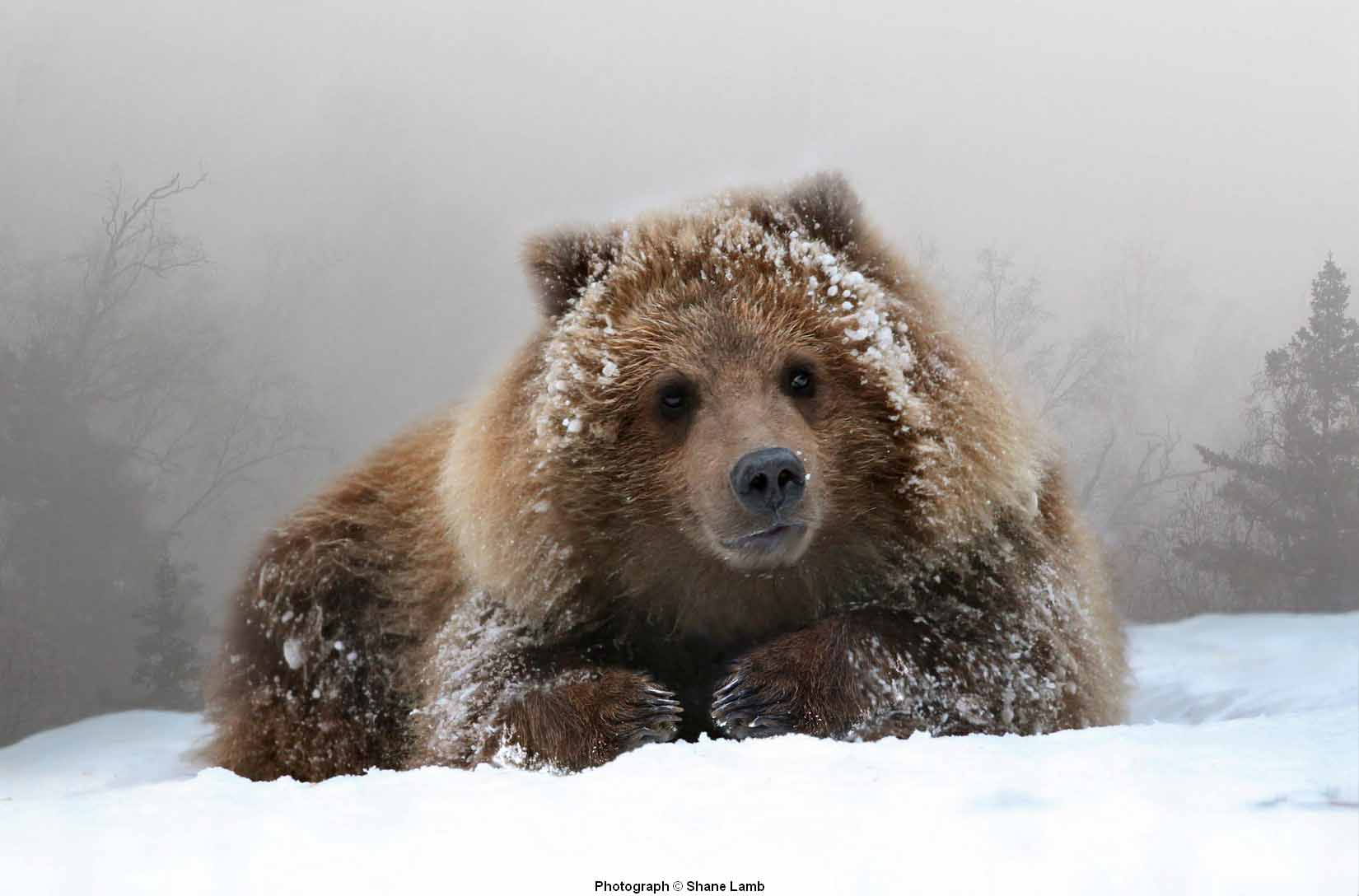 SL – Grizzly Cub Portrait © Shane Lamb