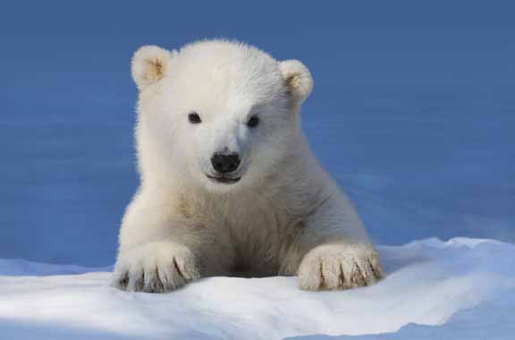 SL – Little Nanook – Polar Bear © Shane Lamb