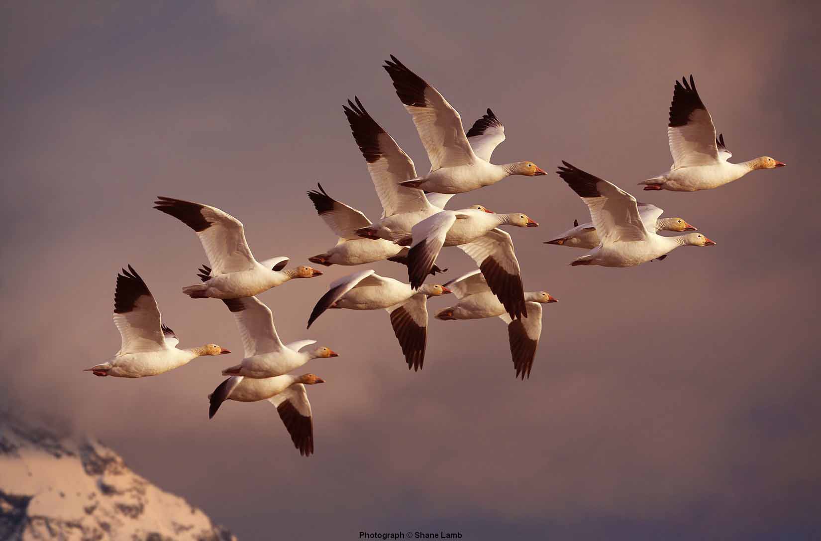 SL – Northward Bound – Snow Geese © Shane Lamb
