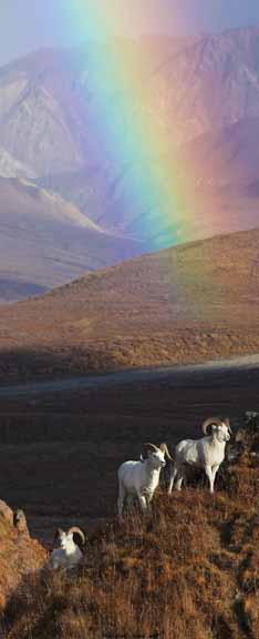 SL – Rainbow Sheep © Shane Lamb