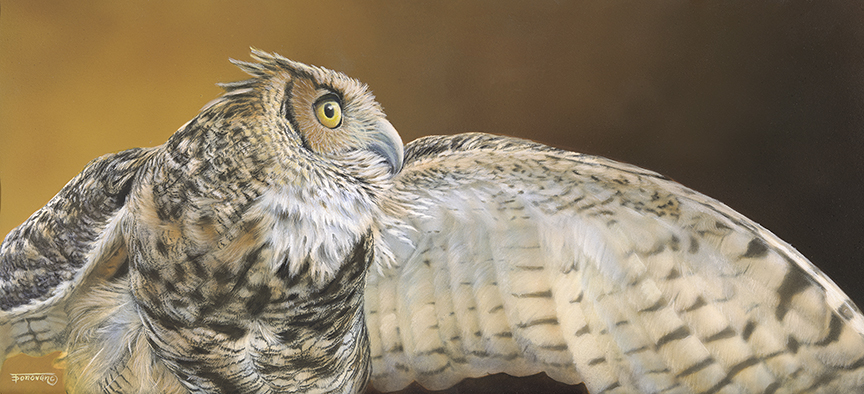 TD – Great Horned Owl © Tim Donovan