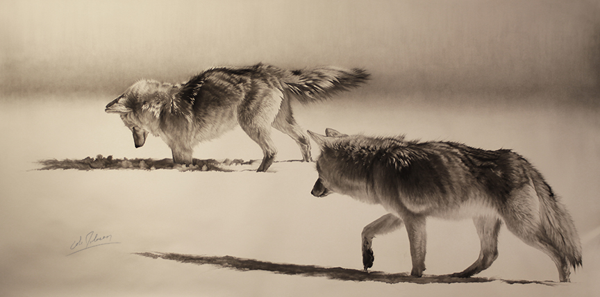 CJ – Coyotes Hunting © Cole Johnson