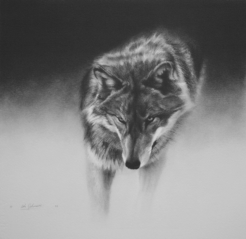 CJ – Gray Wolf © Cole Johnson