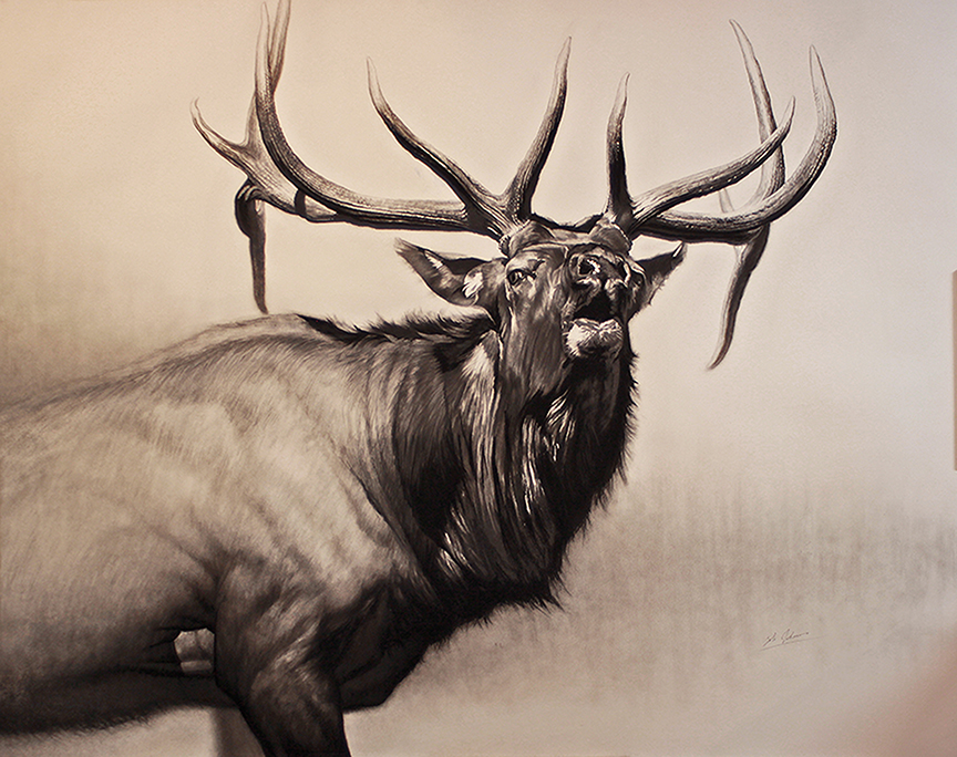 CJ – Herd Bull © Cole Johnson