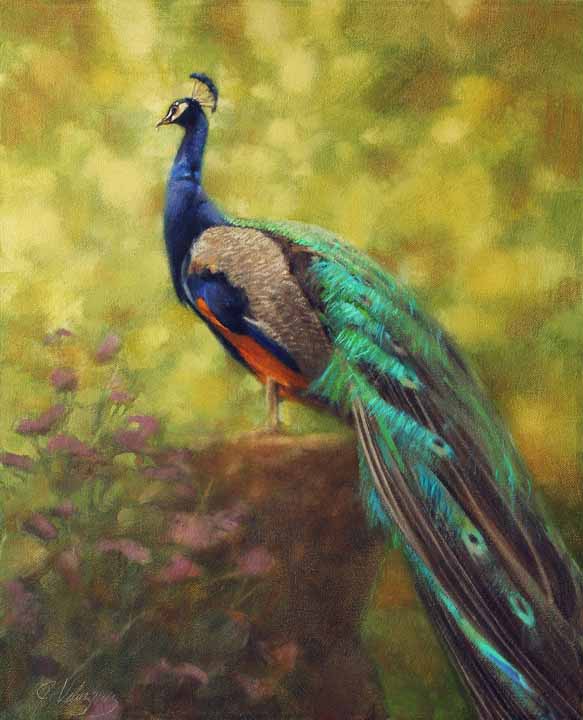 JV – Peacock © Joe Velazquez