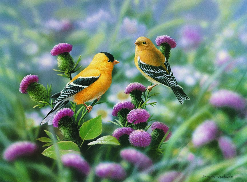 BJ – American Goldfinches © Bradley Jackson