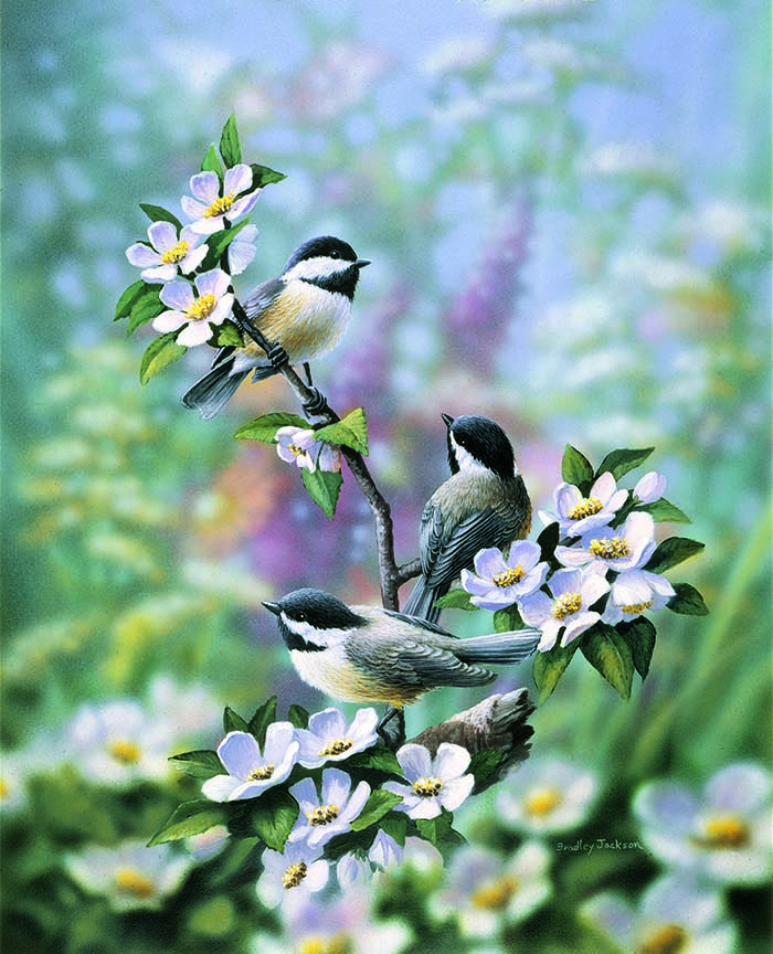 BJ – Apple Blossom Time – Chickadees © Bradley Jackson