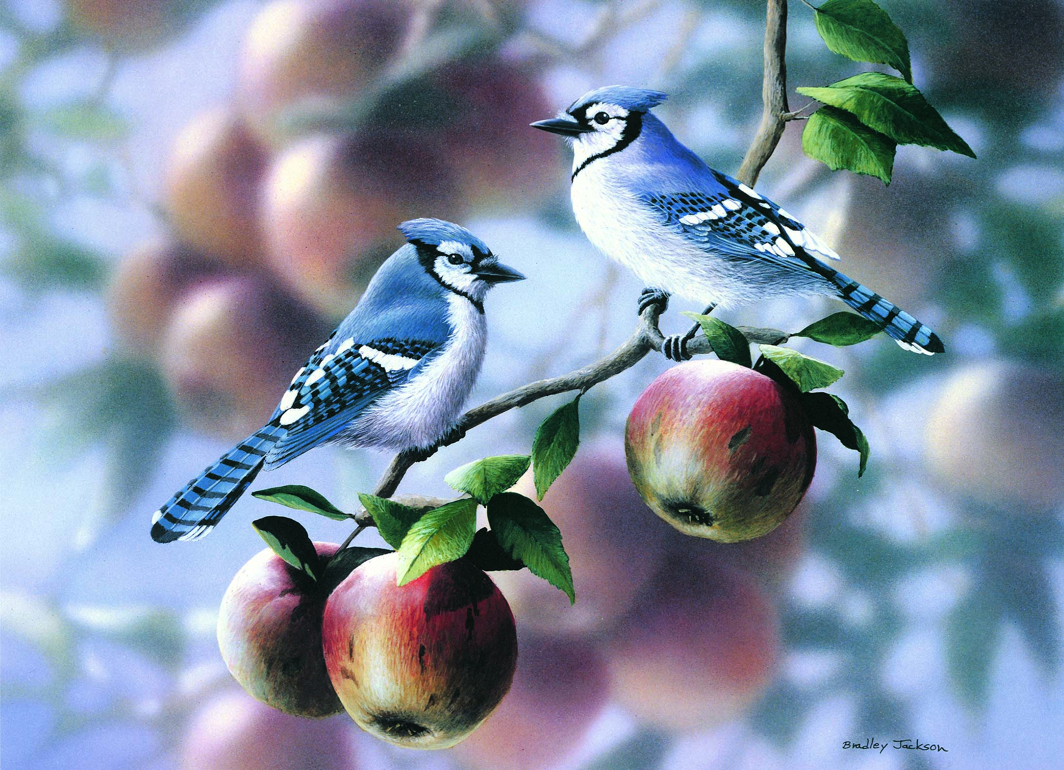BJ – Apple Orchard – Bluejays © Bradley Jackson