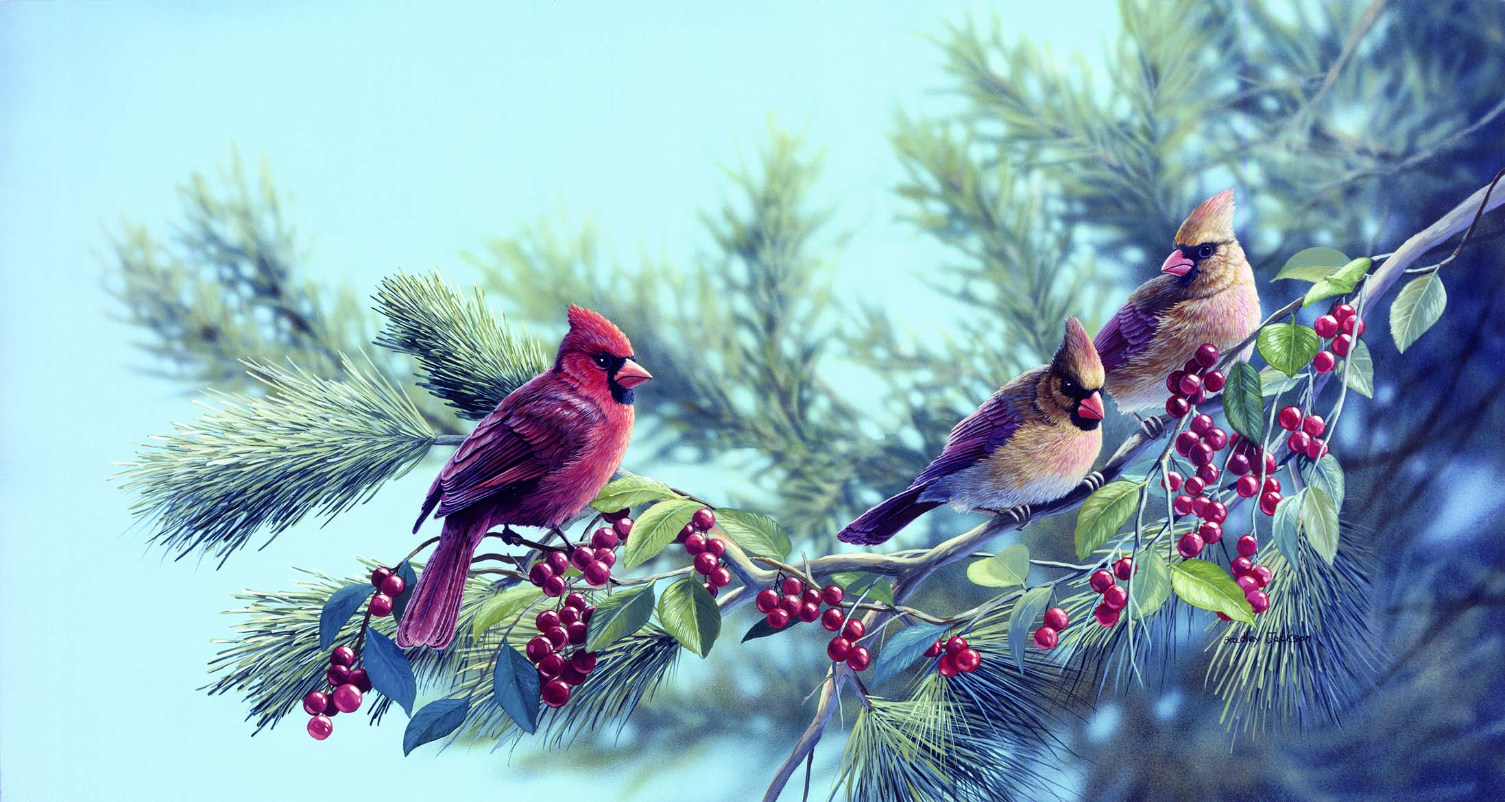 BJ – Autumn Breeze – Cardinals © Bradley Jackson