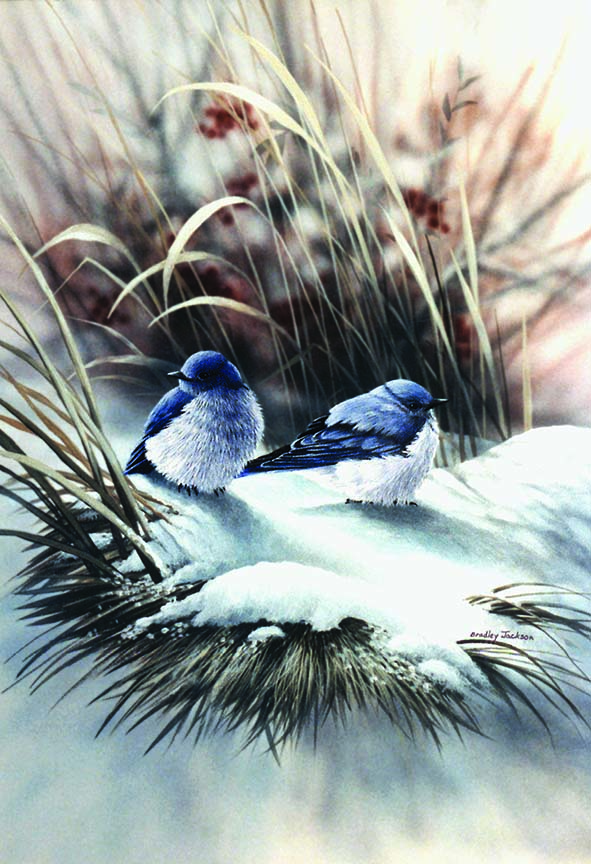 BJ – Cold Blue – Eastern Bluebirds © Bradley Jackson