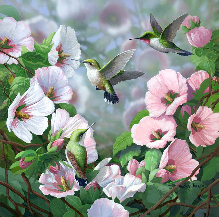 BJ – Garden Blossoms – Hummingbirds © Bradley Jackson