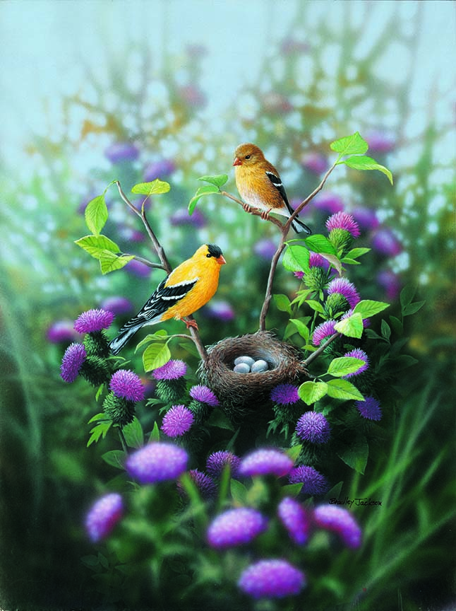 BJ – In the Thistle – American Goldfinch © Bradley Jackson