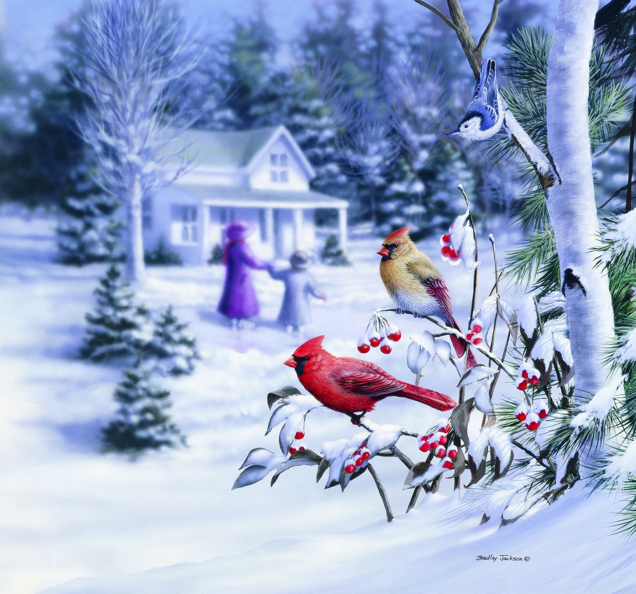 BJ – January Calm – Cardinals © Bradley Jackson