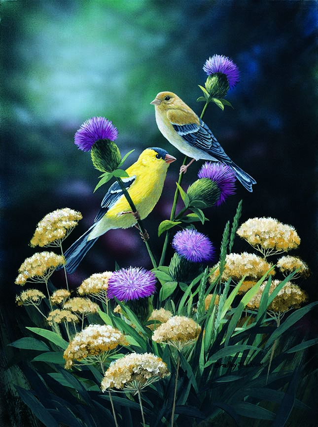 BJ – Summer Meeting – American Goldfinches © Bradley Jackson