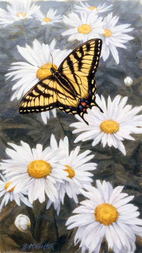 BH2 – Butterfly – Butterfly Afternoon – Tiger Swallowtail © Beth Hoselton