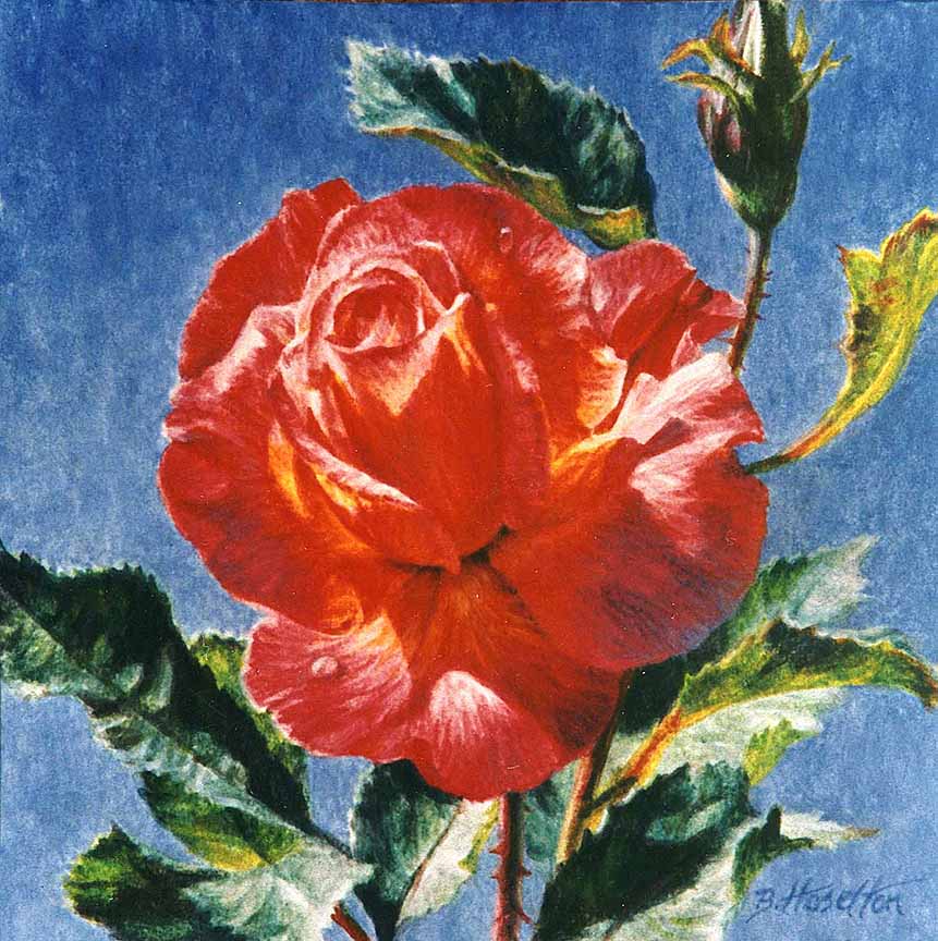 BH2 – Floral – Sunburst – Rose © Beth Hoselton