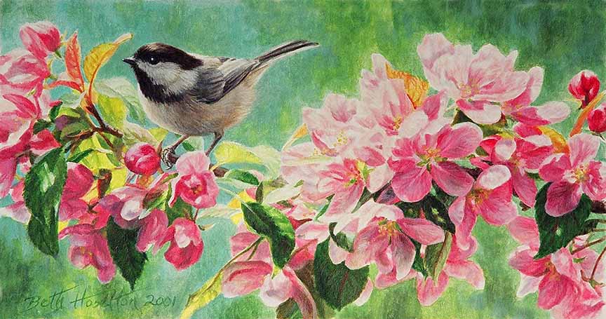 BH2 – Songbirds – A Spring Morning – Chickadee and Crabapple Blossoms © Beth Hoselton