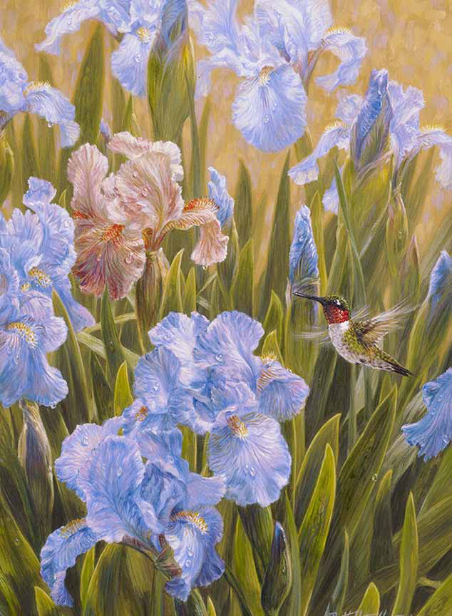 BH2 – Songbirds – A Summer’s Dream – Ruby Throated Hummingbird and Irises © Beth Hoselton