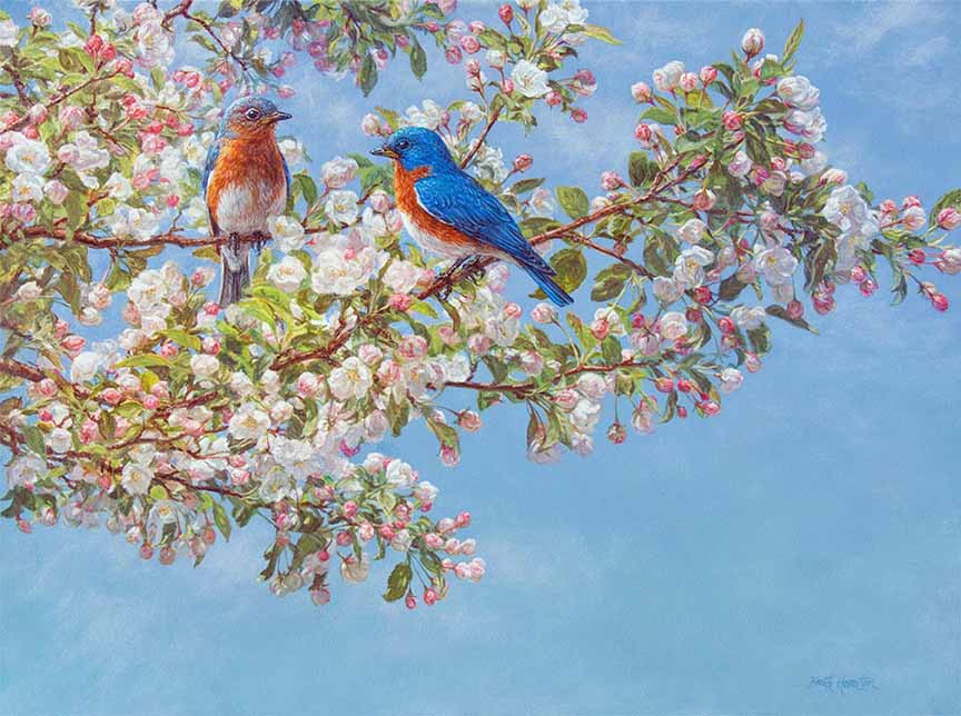 BH2 – Songbirds – Blossom Festival – Bluebirds © Beth Hoselton