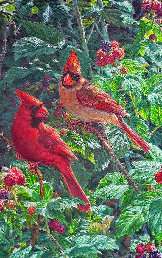 BH2 – Songbirds – Garden Treasure – Cardinals © Beth Hoselton