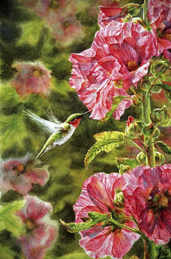 BH2 – Songbirds – Hummertime – Ruby-throated Hummingbird and Hollyhock (detail) © Beth Hoselton