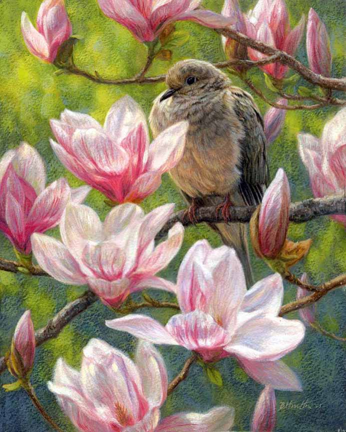 BH2 – Songbirds – Magnolia Light – Mourning Dove © Beth Hoselton