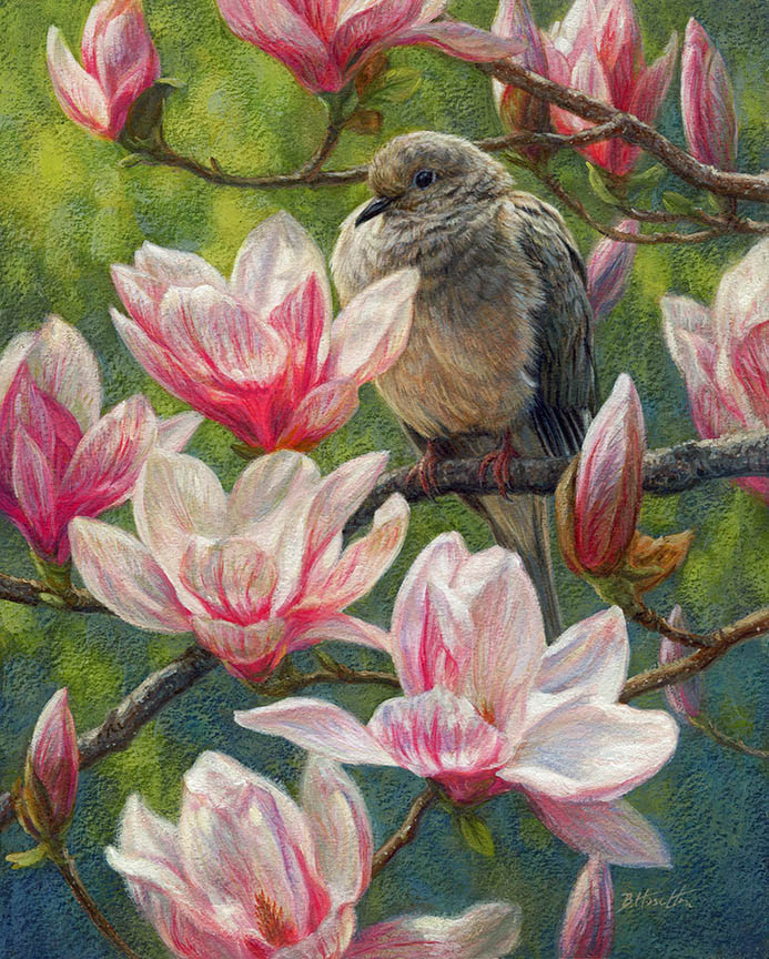 BH2 – Songbirds – Magnolia Morning – Mourning Dove © Beth Hoselton