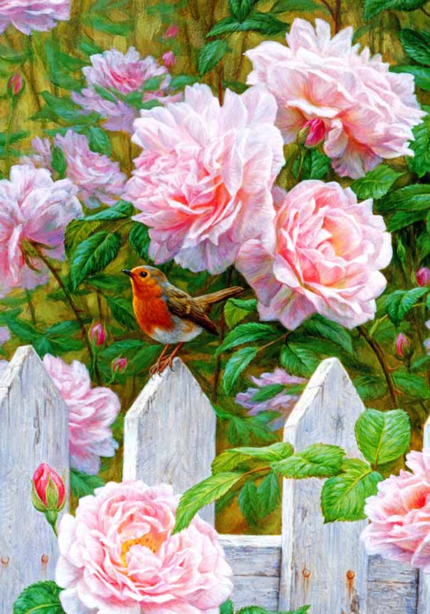 BH2 – Songbirds – Morning in Provence – European Robin and Roses © Beth Hoselton