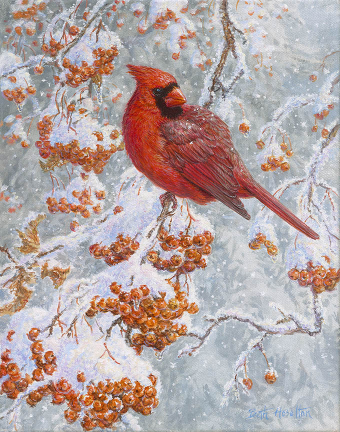 BH2 – Songbirds – On a Cold Winter’s Day – Cardinal © Beth Hoselton