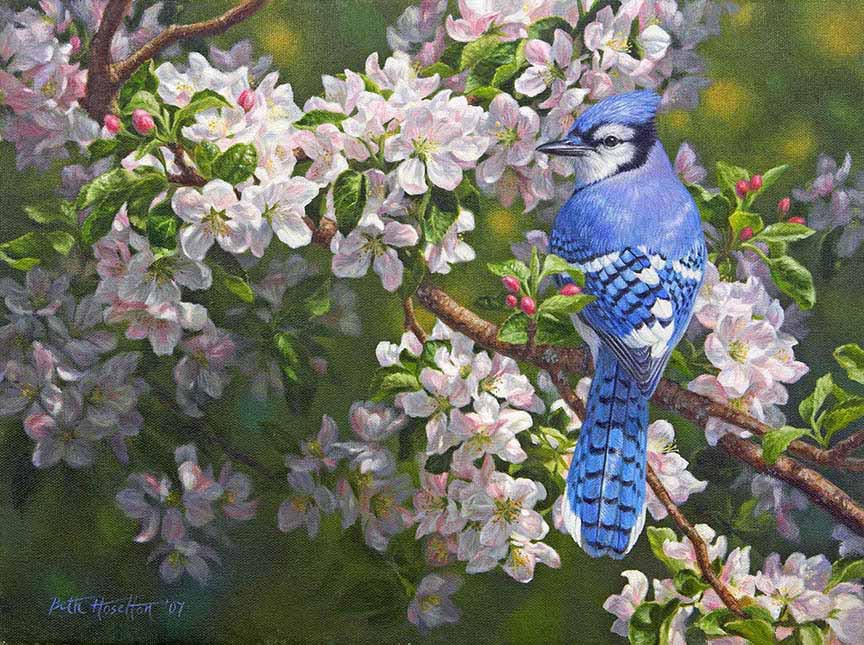 BH2 – Songbirds – Orchard Light – Blue Jay in Apple Blossoms © Beth Hoselton