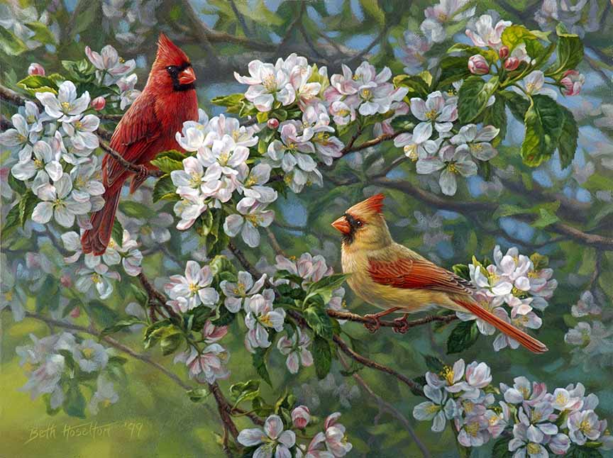 BH2 – Songbirds – Orchard Romance – Cardinals and Apple Blossoms © Beth Hoselton