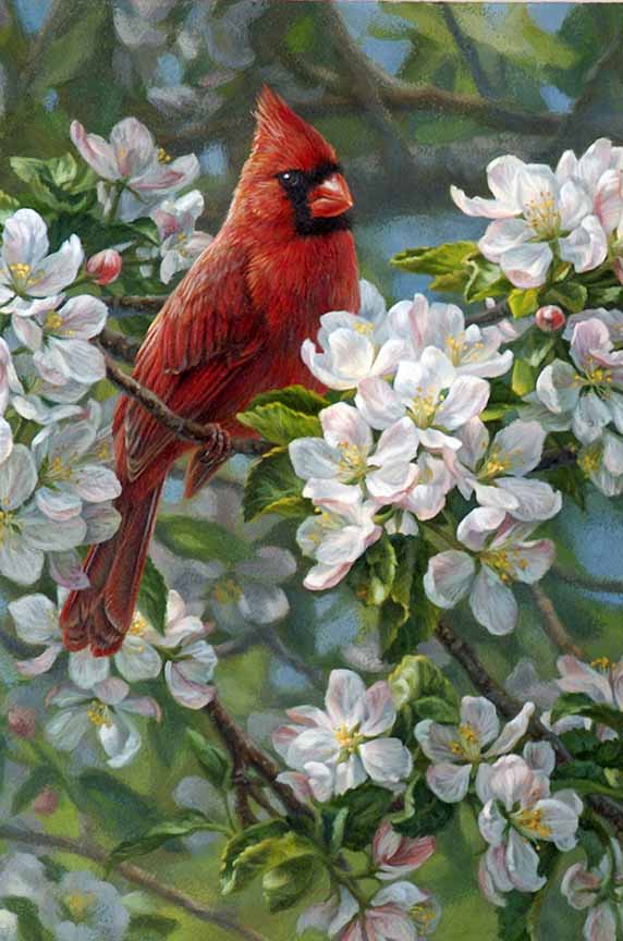 BH2 – Songbirds – Orchard Romance – Male Cardinal (detail) © Beth Hoselton