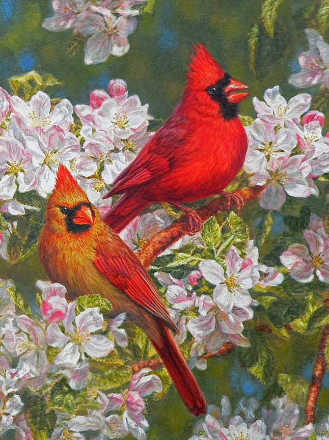 BH2 – Songbirds – Orchard Song – Cardinals © Beth Hoselton