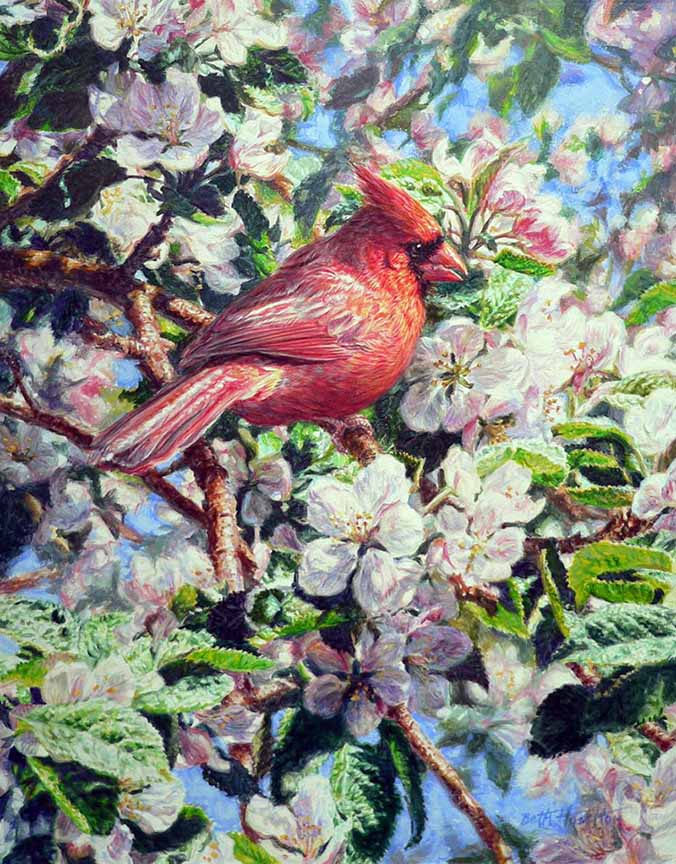 BH2 – Songbirds – Orchard Visitor – Cardinal in Apple Blossoms © Beth Hoselton