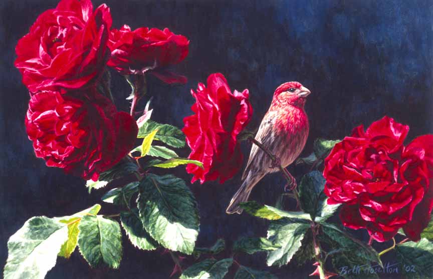 BH2 – Songbirds – Rose Red – Purple Finch © Beth Hoselton