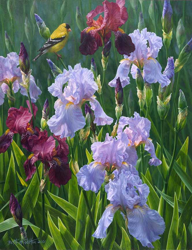 BH2 – Songbirds – Spring Glory – American Goldfinch and Irises © Beth Hoselton